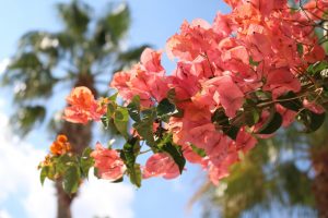 bougainvillea, blossoms, mediterranean, mallorca, red, bougainvillea, bougainvillea, bougainvillea, bougainvillea, bougainvillea, mallorca