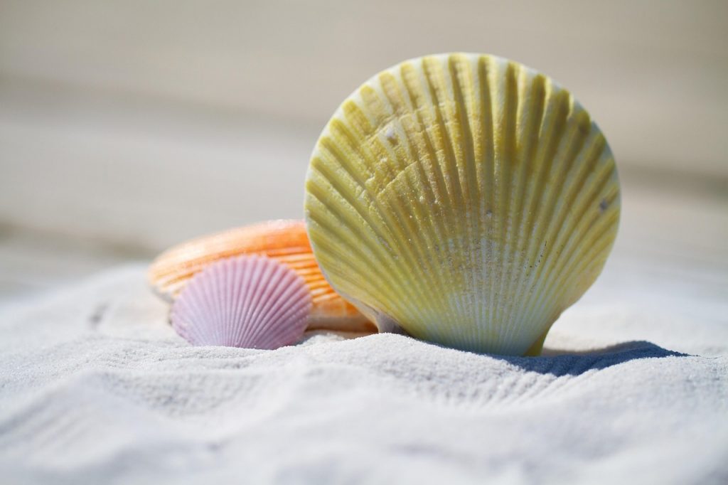 shells, sand, beach, seashells, shore, seashore, nature, sandy, sandy beach, mollusks, summer, vacation