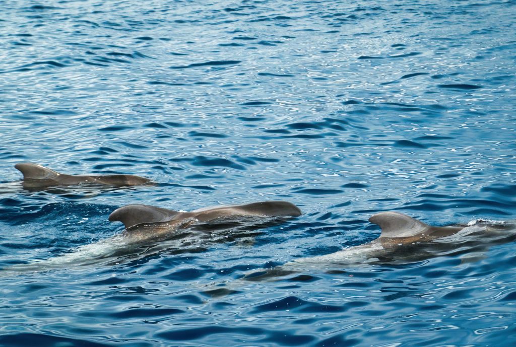 pexels photo 21815241 21815241 A pod of dolphins gracefully swimming in the crystal blue waters off Santa Cruz de Tenerife, Spain.